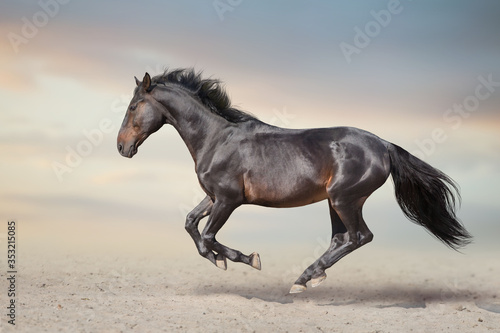 Bay stallion free run fast on desert dust © kwadrat70