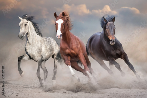 Fototapeta Naklejka Na Ścianę i Meble -  Horses free run on desert storm against sunset sky