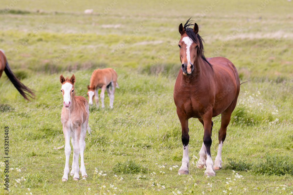 Fototapeta premium Mare and Foal 
