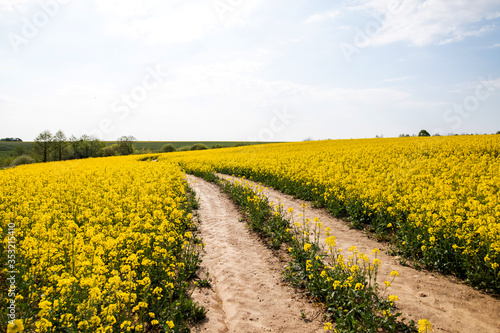 Fototapeta Naklejka Na Ścianę i Meble -  field of yellow flowers, road and horizon