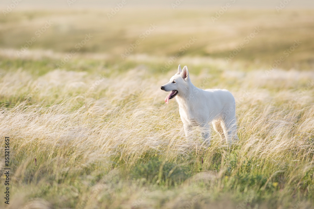 White Swiss Shepherd Dog on feather grass at sunset White Swiss Shepherd Dog on feather grass at sunset