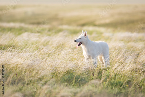 White Swiss Shepherd Dog on feather grass at sunset