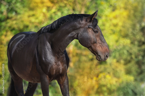 Bay horse portrait in fall landscape © kwadrat70