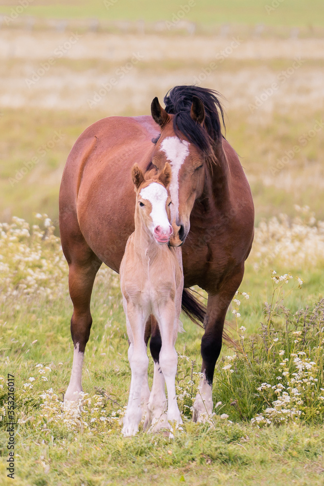 Mare showing love and affection towards her Foal Mare showing love and affection towards her Foal