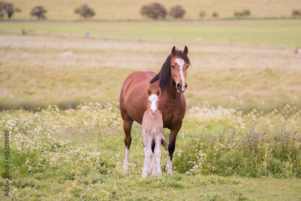 Mare and Foalstood close posing showing love and affection Mare and Foalstood close posing showing love and affection