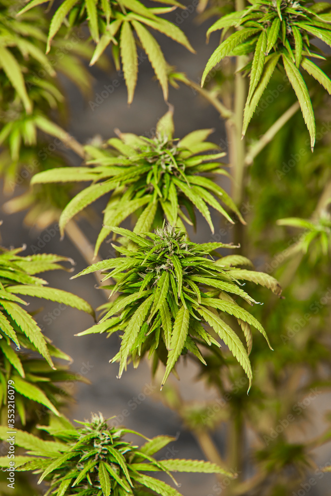 Fototapeta premium Cogollo de Marihuana 9