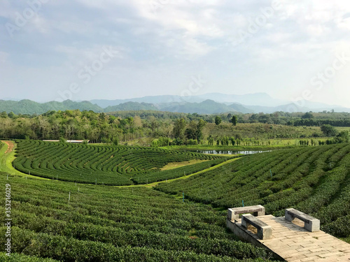Tea plantation thailand