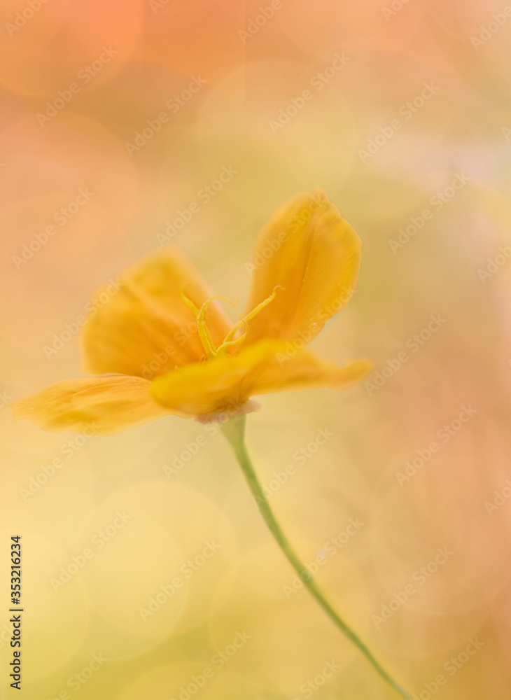 Artistic hand painted version of garden poppy Artistic hand painted version of garden poppy
