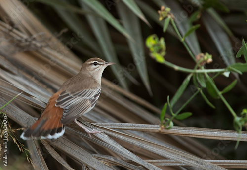 Rufous-tailed Scrub Robin with fanned tail at Hamala, Bahrain photo