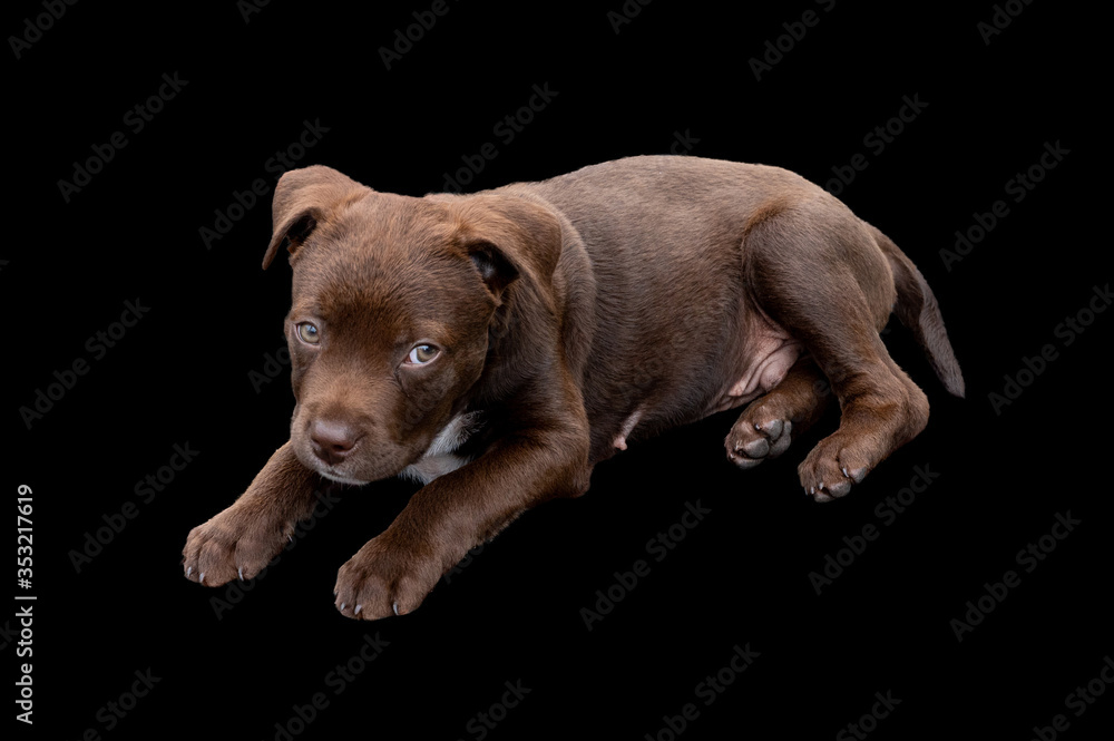 Fototapeta premium Sixteen week old cute chocolate Labrador Puppy