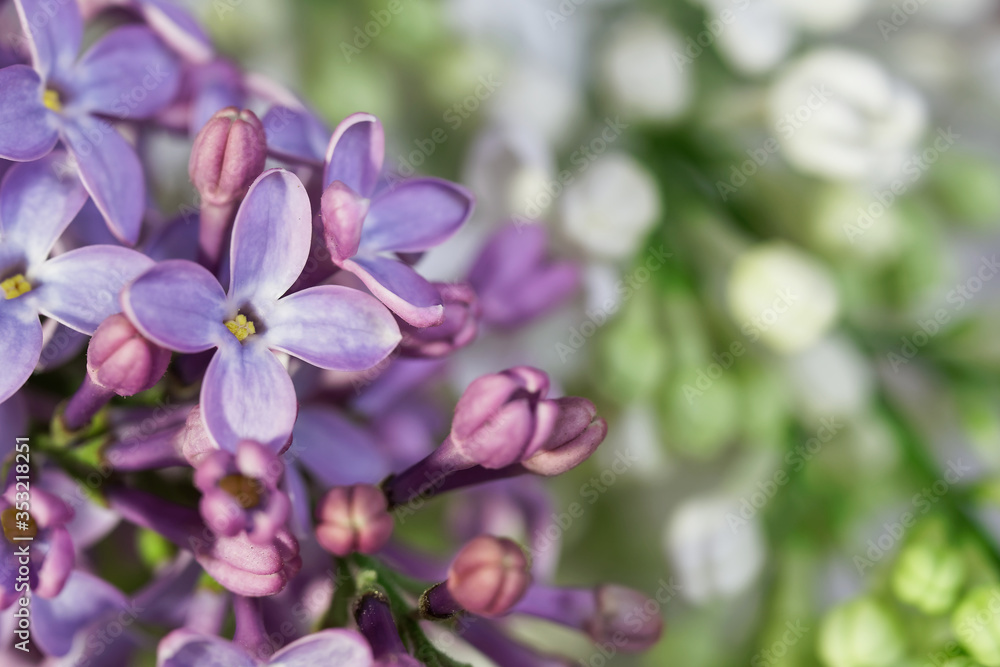 Violet and white flowers and buds of lilac. Spring flowering garden. Macro. Close-up. Free space for an inscription Violet and white flowers and buds of lilac. Spring flowering garden. Macro. Close-up. Free space for an inscription