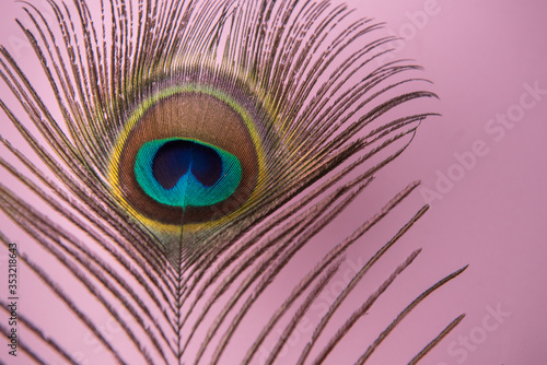 peacock feather on a pink background