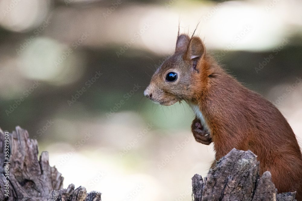 Obraz premium Écureuil roux