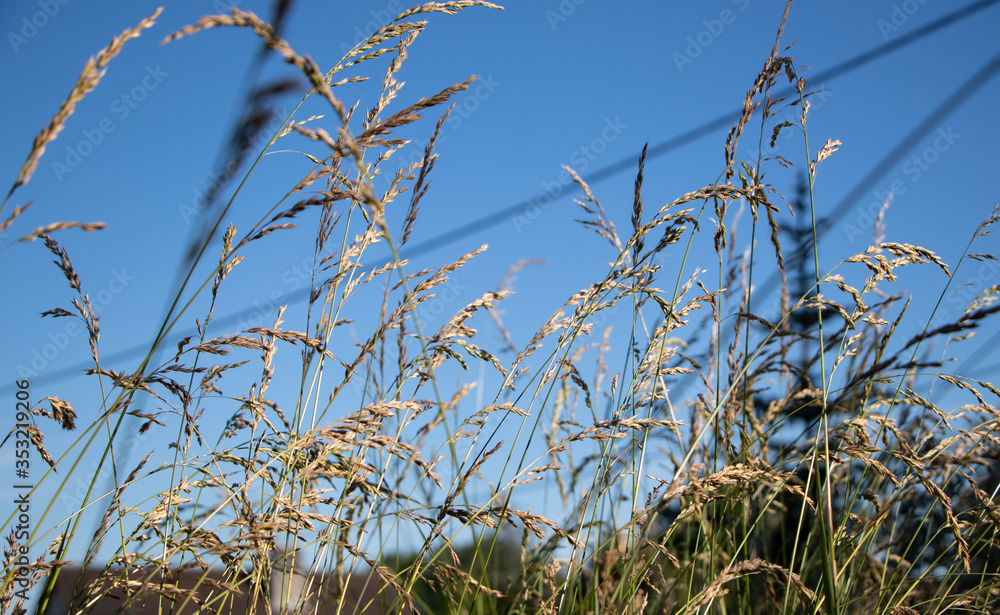 ciel, gazon, nature, bleu, plante, champ, été, arbre, paysage, vert, blé, eau, abstrait, automnal, nuage, naturel, hiver, blanc, jour, anche, végétation, branchages ciel, gazon, nature, bleu, plante, champ, été, arbre, paysage, vert, blé, eau, abstrait, automnal, nuage, naturel, hiver, blanc, jour, anche, végétation, branchages