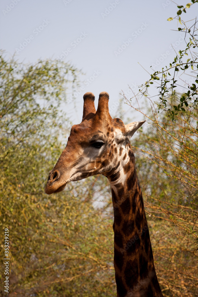 Obraz premium giraffe in the wild