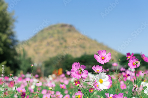 Pink cosmos flower blooming in the garden with blurred background.