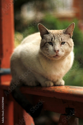 gato sentado en el borde de un balcon