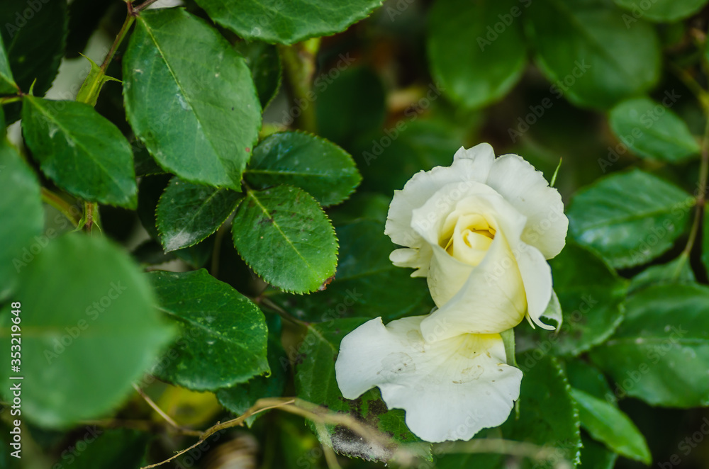A yellowish-white rose bloomed in its natural environment A yellowish-white rose bloomed in its natural environment