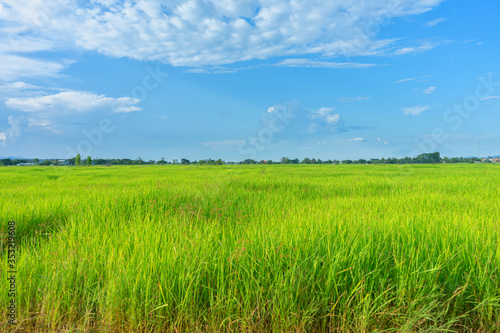 Green rice field with mountains at time sunset.