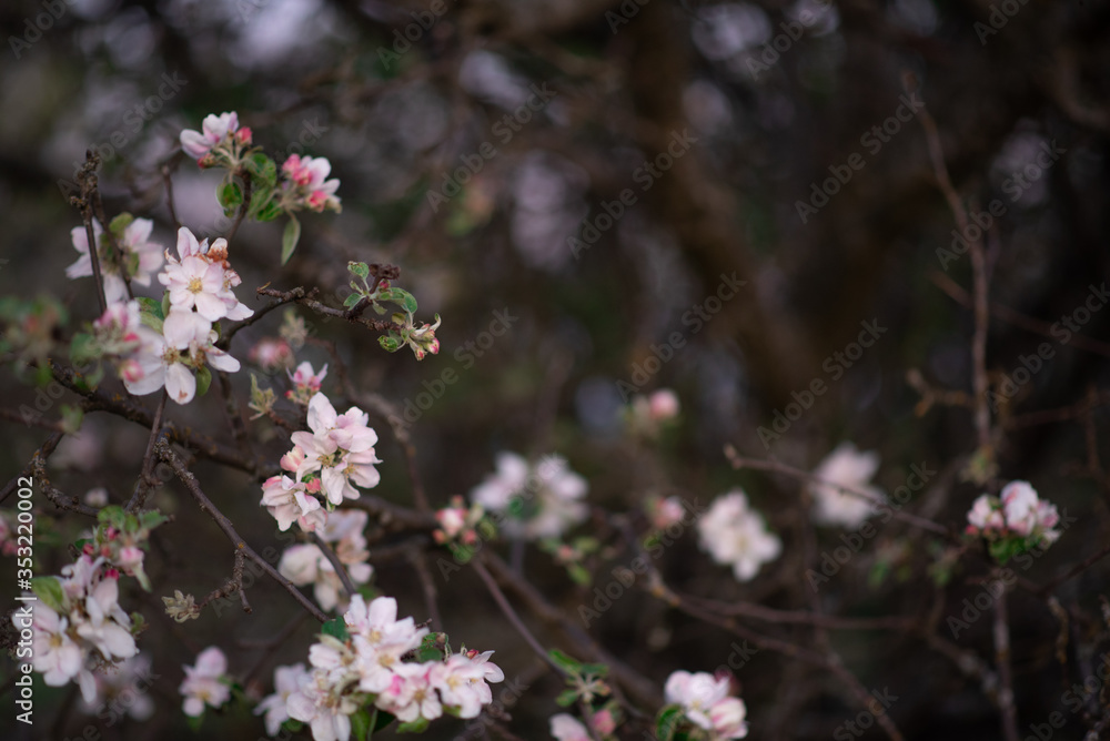 pink and white blossom pink and white blossom