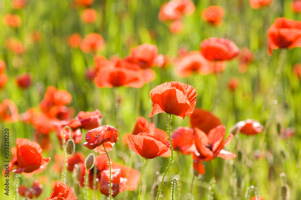 Obraz premium Farmland gets invaded by Poppy flowers during summer
