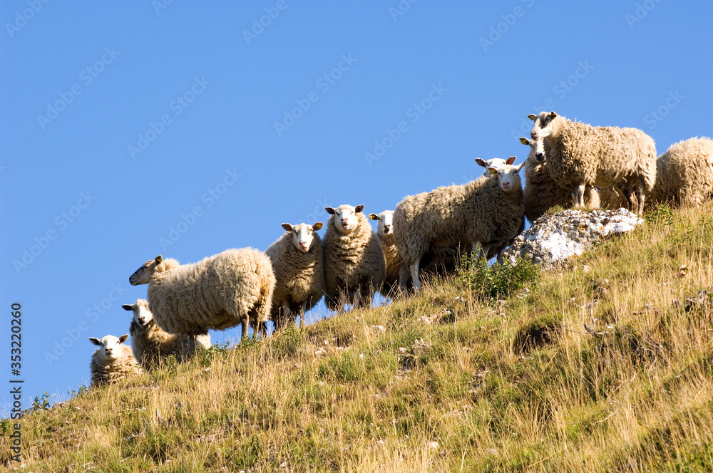 Sheep standing on a hill slope and eating grass