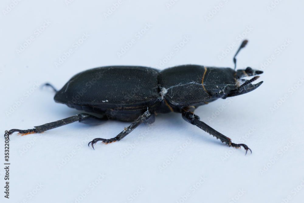 dorcus dorcus