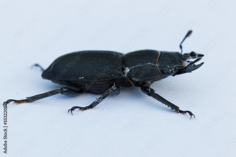 dorcus dorcus