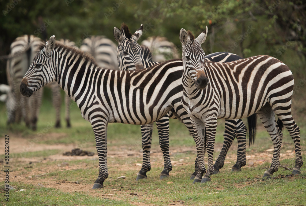 Fototapeta premium Closeup of Zebras in the Savannah grassland, Masai Mara