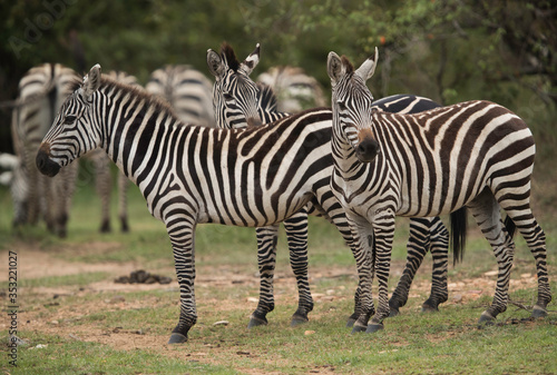 Closeup of Zebras in the Savannah grassland, Masai Mara