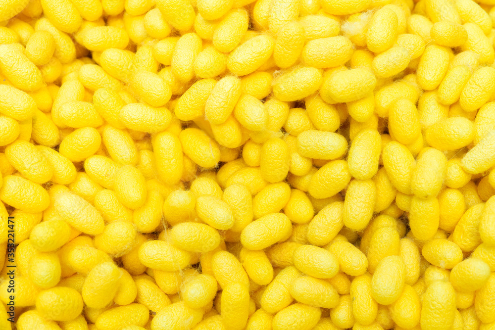 Silkworm is a natural source of silk fabric and silk thread. Silkworm is a natural source of silk fabric and silk thread.