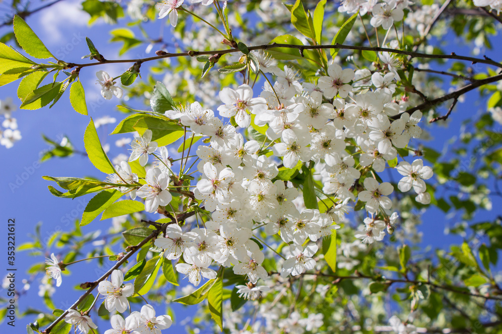 A branch of cherry blossoms in spring with white flowers A branch of cherry blossoms in spring with white flowers