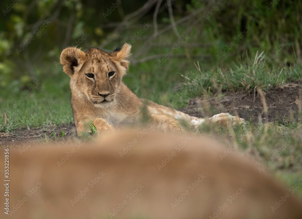 A Lion cub at Masai Mara grassland, Kenya A Lion cub at Masai Mara grassland, Kenya