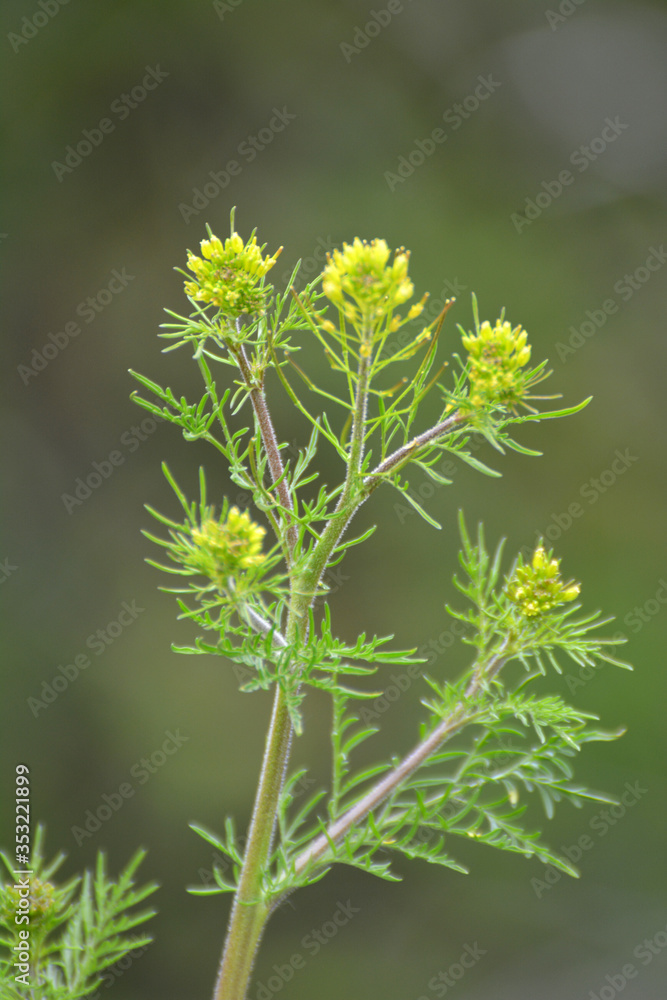 Descurainia sophia grows in nature Descurainia sophia grows in nature