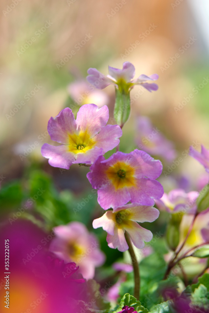 Pink, delicate primrose flowers bloom in the spring garden. Pink, delicate primrose flowers bloom in the spring garden.