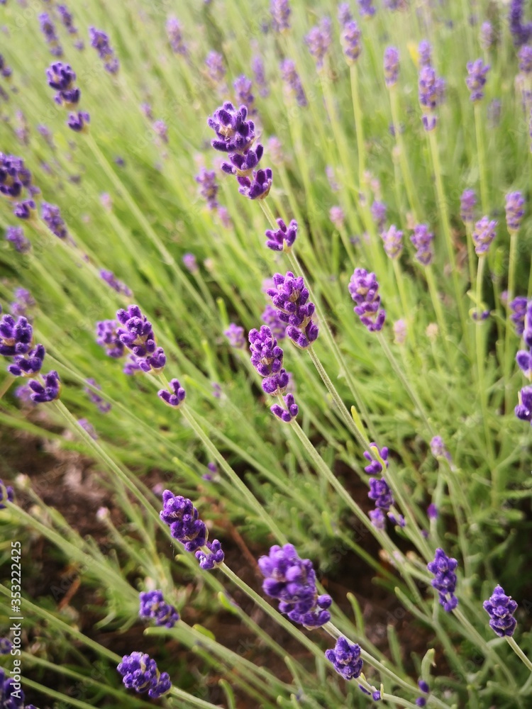 Beautiful Lavender Field Close Up Beautiful Lavender Field Close Up