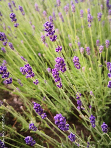 Beautiful Lavender Field Close Up © Istvan