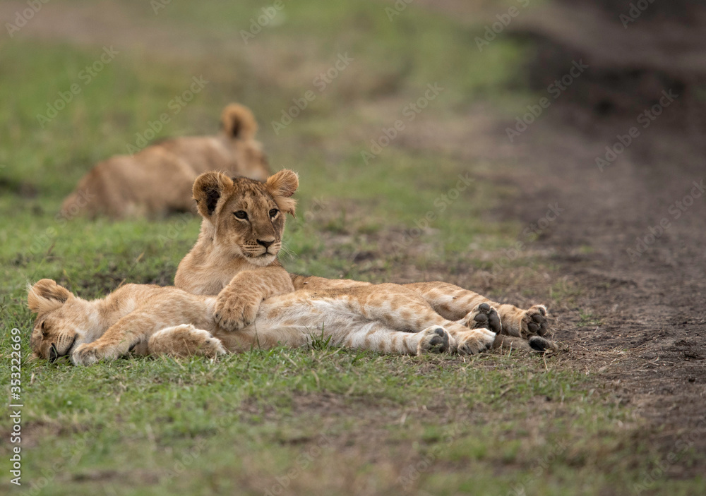 Closeup of a Lion cubs at Masai Mara grassland, Kenya