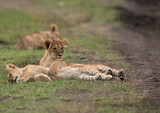 Closeup of a Lion cubs at Masai Mara grassland, Kenya