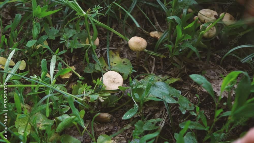 man found a handful of mushrooms behind a thicket of grass man found a handful of mushrooms behind a thicket of grass