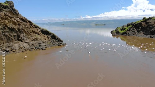 Pink Lesser Flamingos at Lake Natron with volcano on background in Rift valley, Tanzania photo