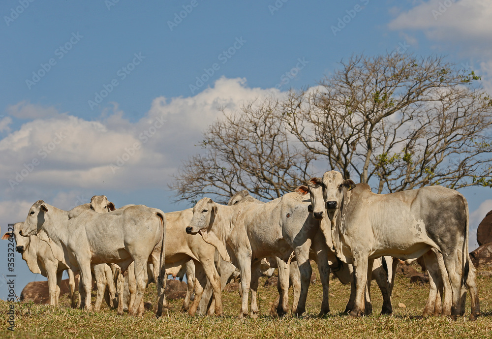 herd of cattle Nelore for slaughter herd of cattle Nelore for slaughter