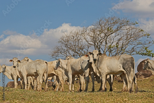 Fototapeta Naklejka Na Ścianę i Meble -  herd of cattle Nelore for slaughter