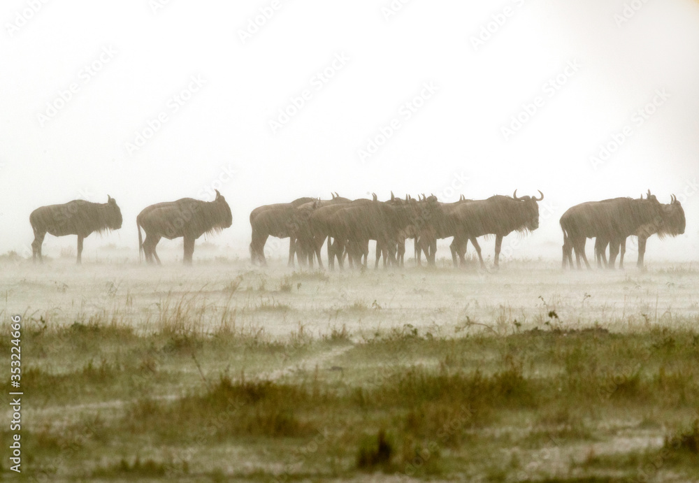Fototapeta premium Wildebeests in heavy rain, Masai Mara