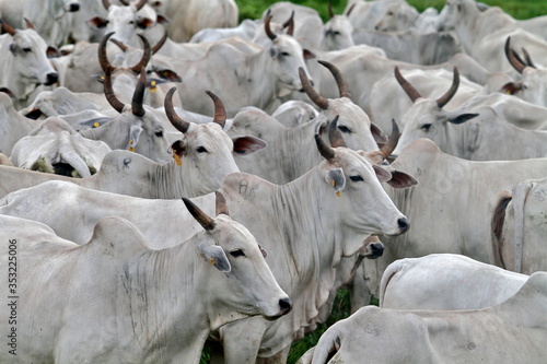 herd of cattle Nelore for slaughter