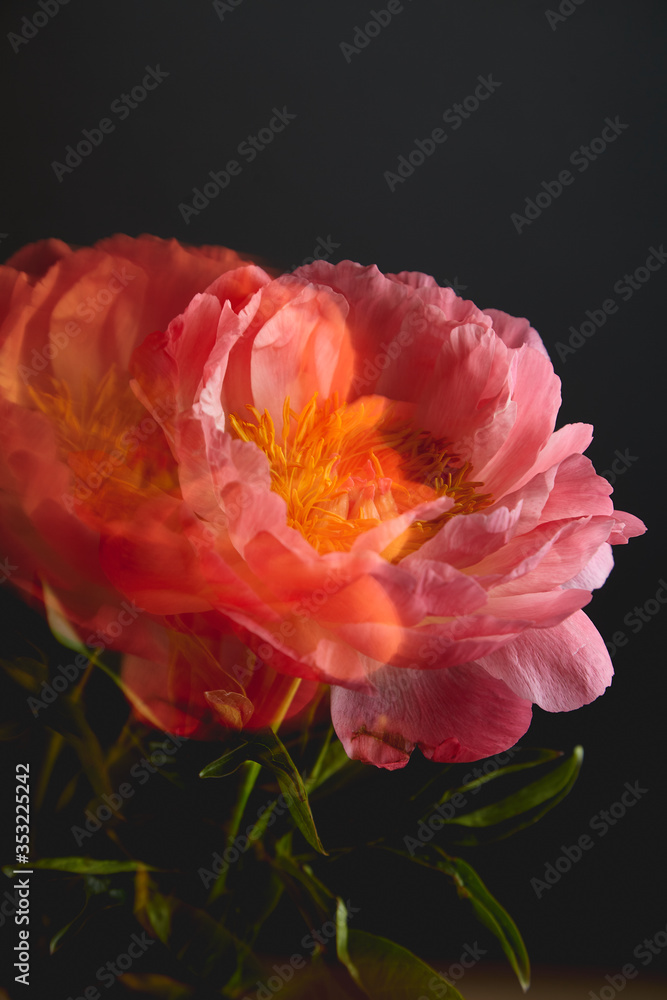 Gentle coral pions against a dark background Gentle coral pions against a dark background