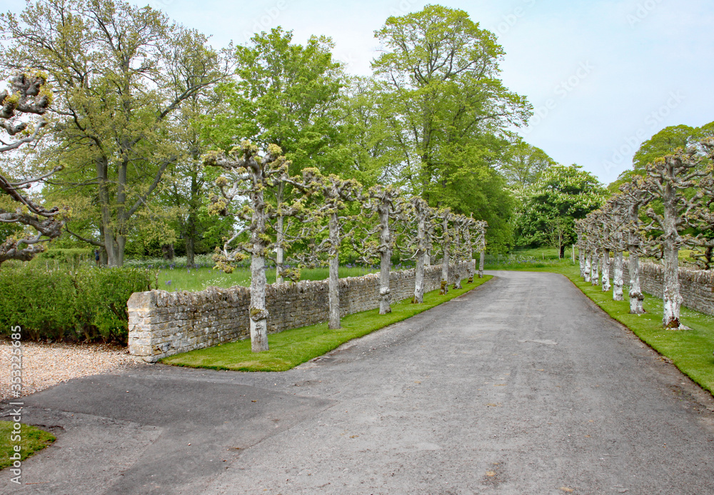 Roadway with a row of pollarded trees in front of a dry stone wall.