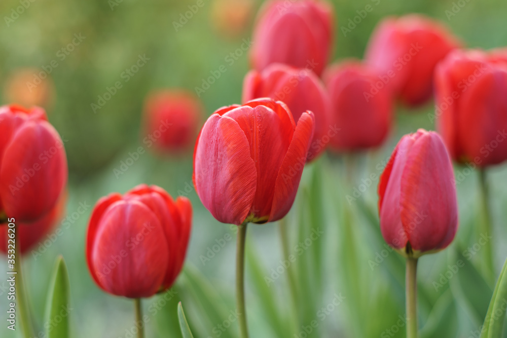 red tulip in garden in sunny springtime red tulip in garden in sunny springtime