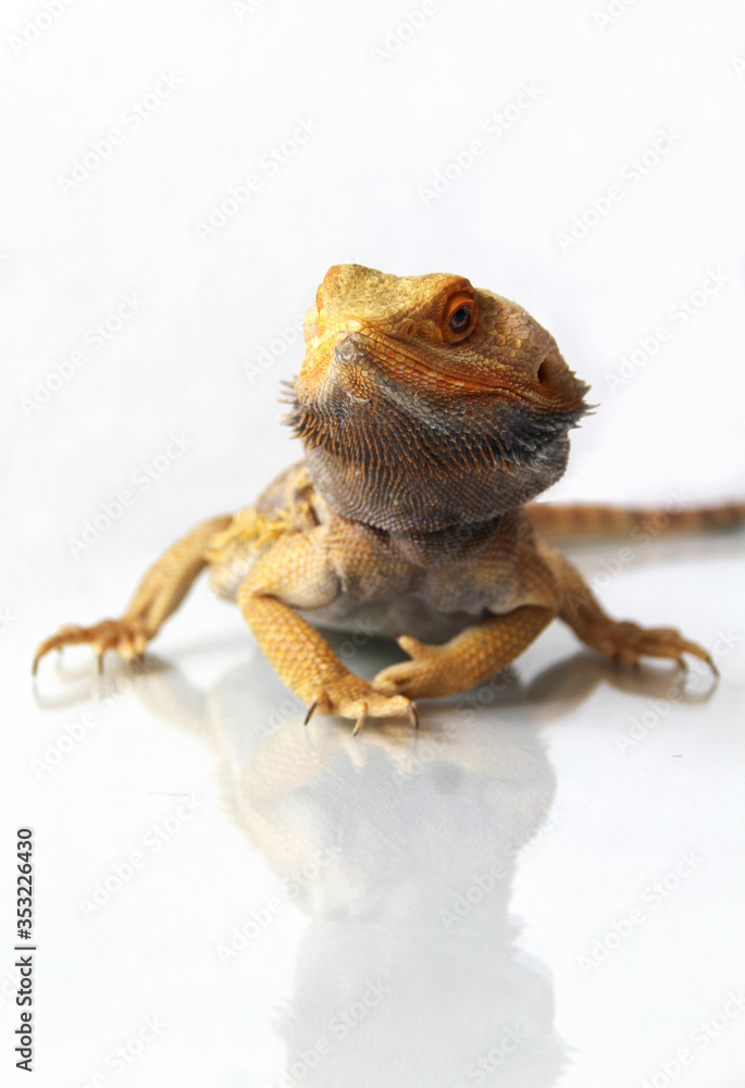 Obraz premium The bearded dragon (Pogona vitticeps)