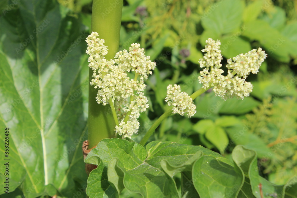 Spring blooming rhubarb with stems, leaves, flowers. White lush flowers on long peduncles. Spring blooming rhubarb with stems, leaves, flowers. White lush flowers on long peduncles.